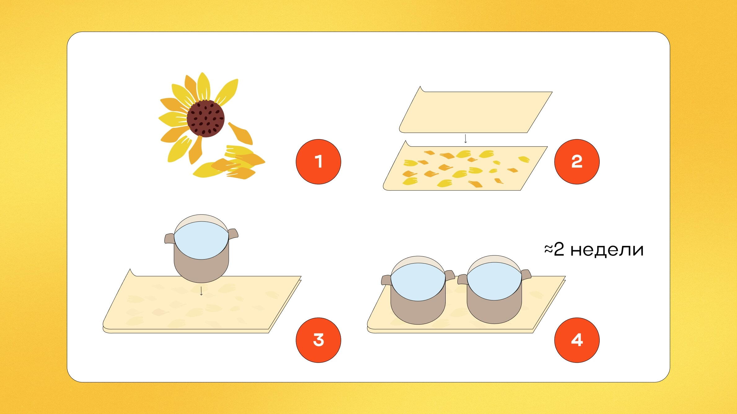 Как засушить лепестки подсолнуха