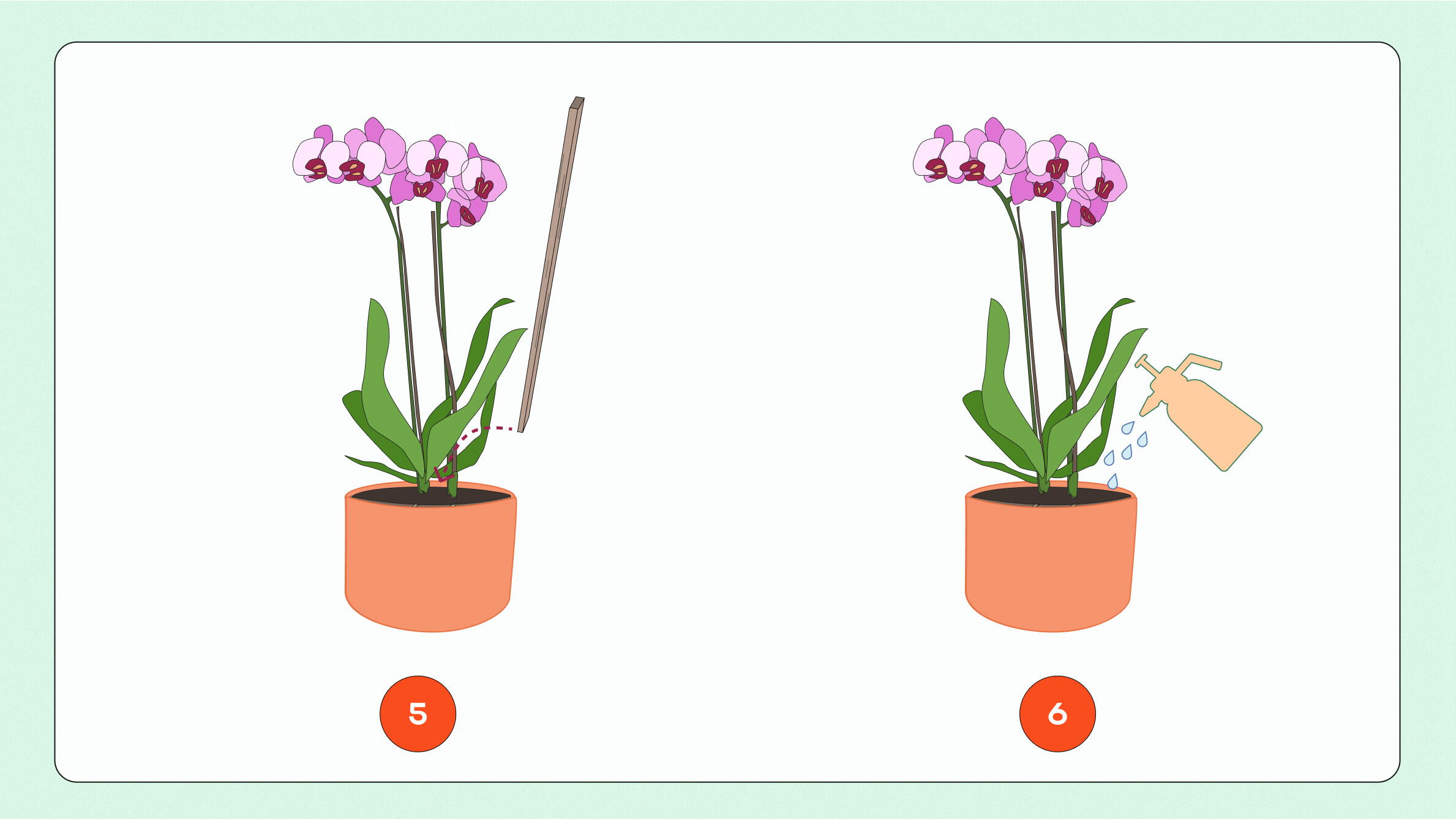 Planting and repotting orchids in pots 2
