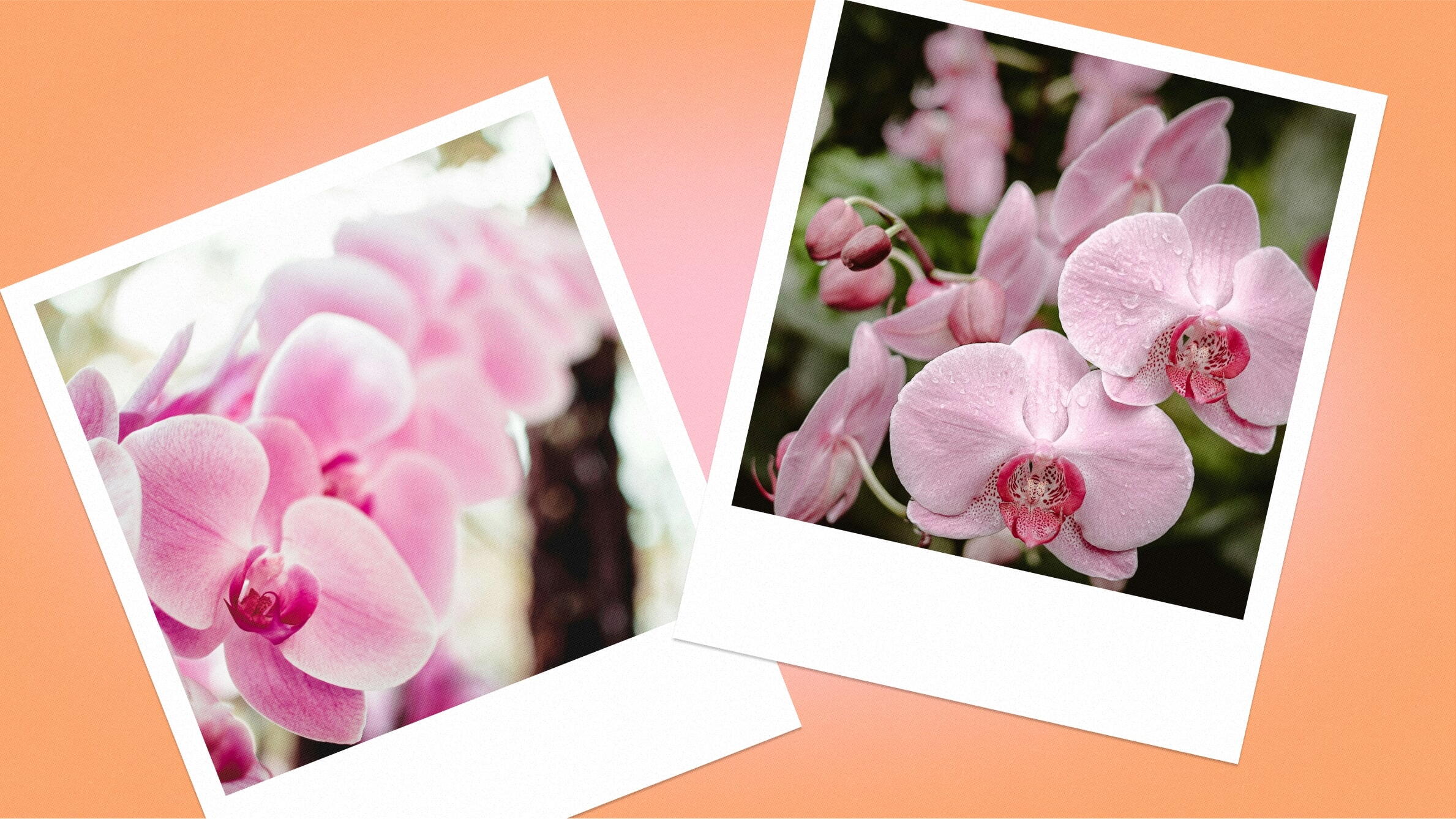 Pink orchid meaning