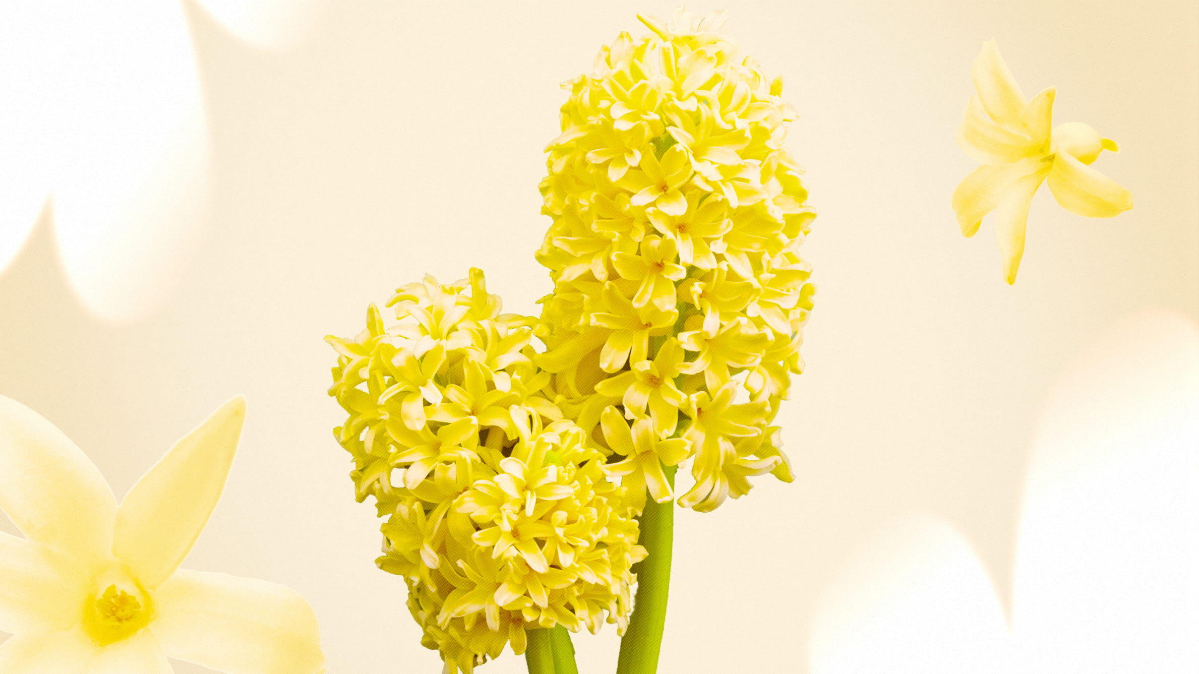 Yellow hyacinths