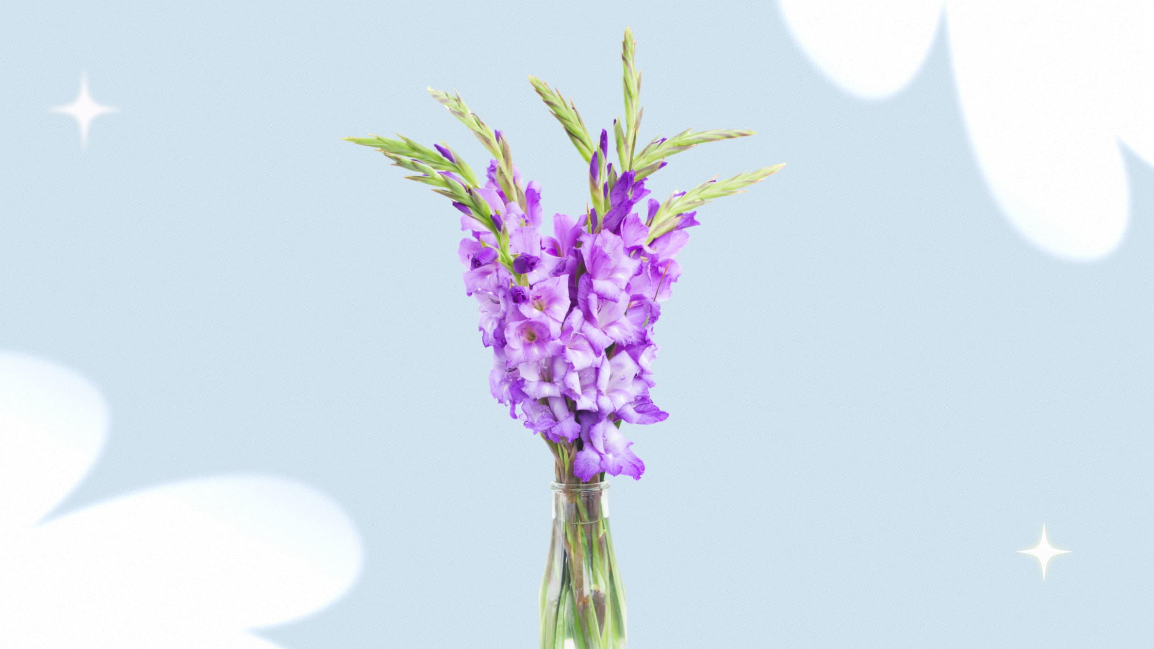 How long do gladiolus flowers last in a vase?