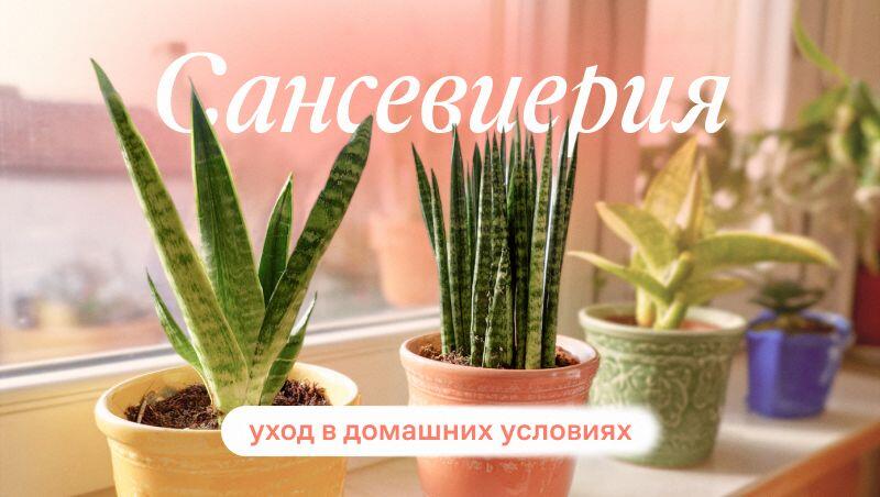 Сансевиерия: уход в домашних условиях