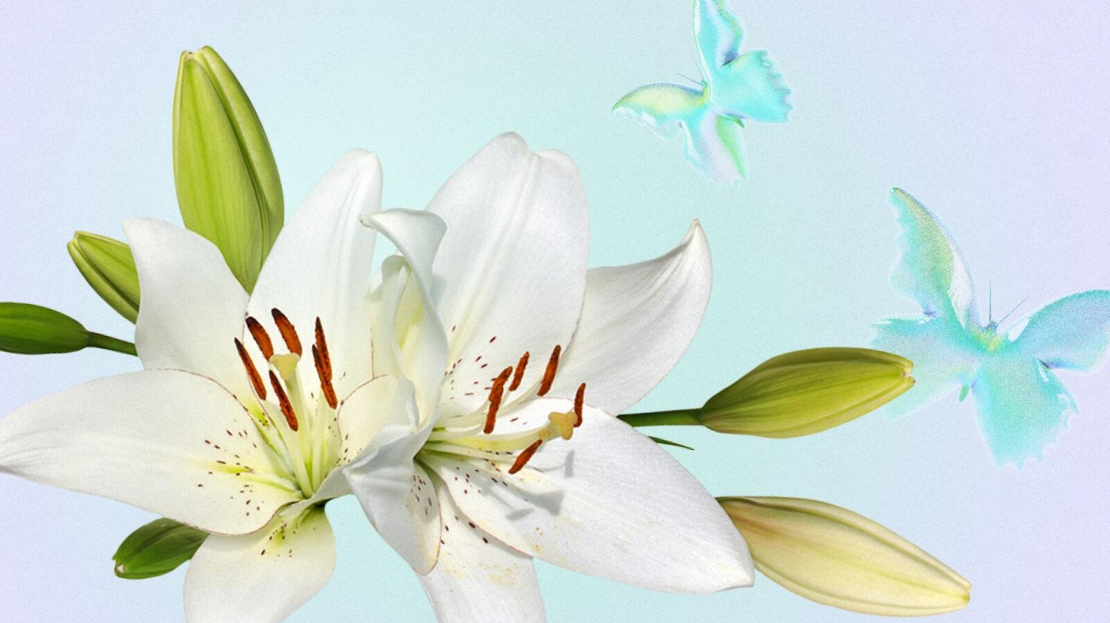Lily flower Meanings and Symbolism