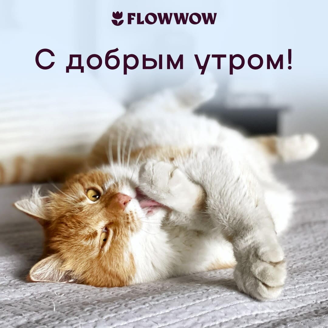 Красивые открытки «С добрым утром» бесплатно на Flowwow
