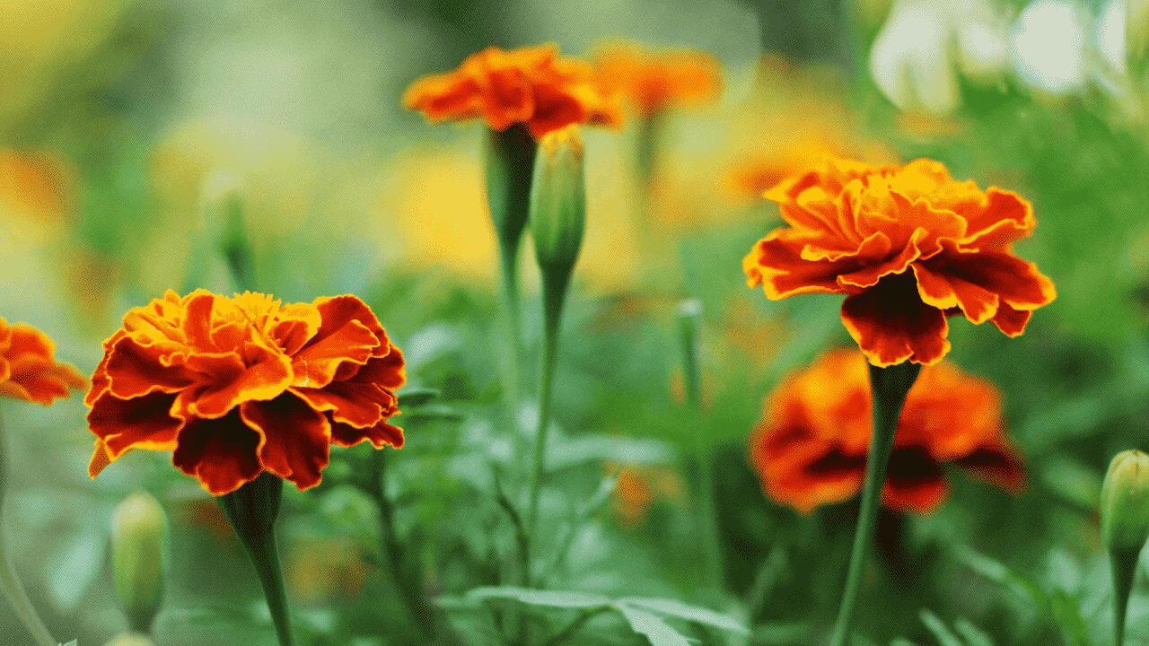 The First October Birth Flower: Marigold