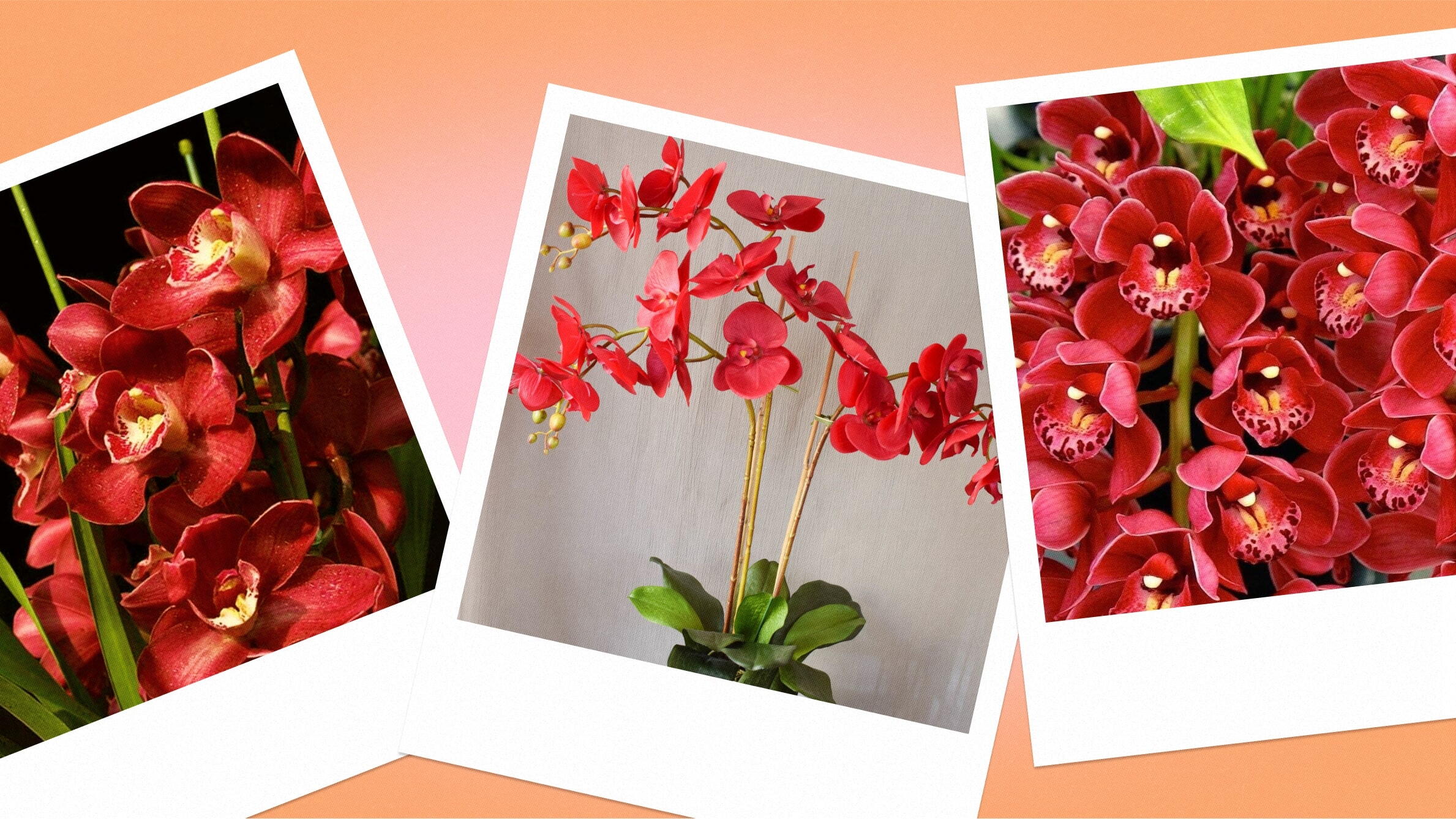 Red orchid meaning