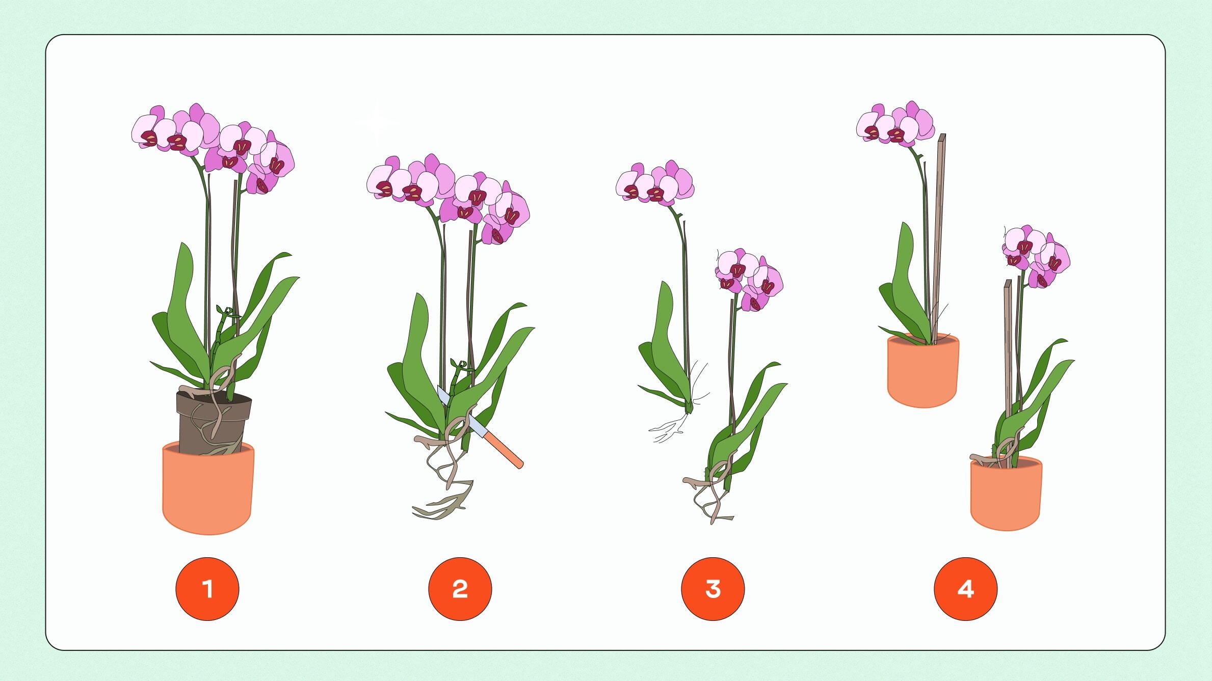 Propagating Orchids