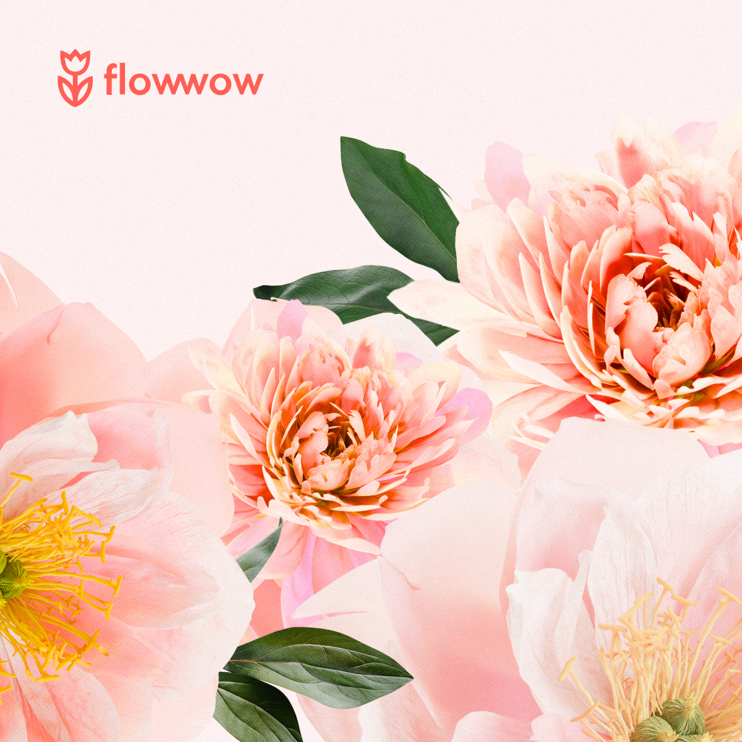 Скачать картинку пионы