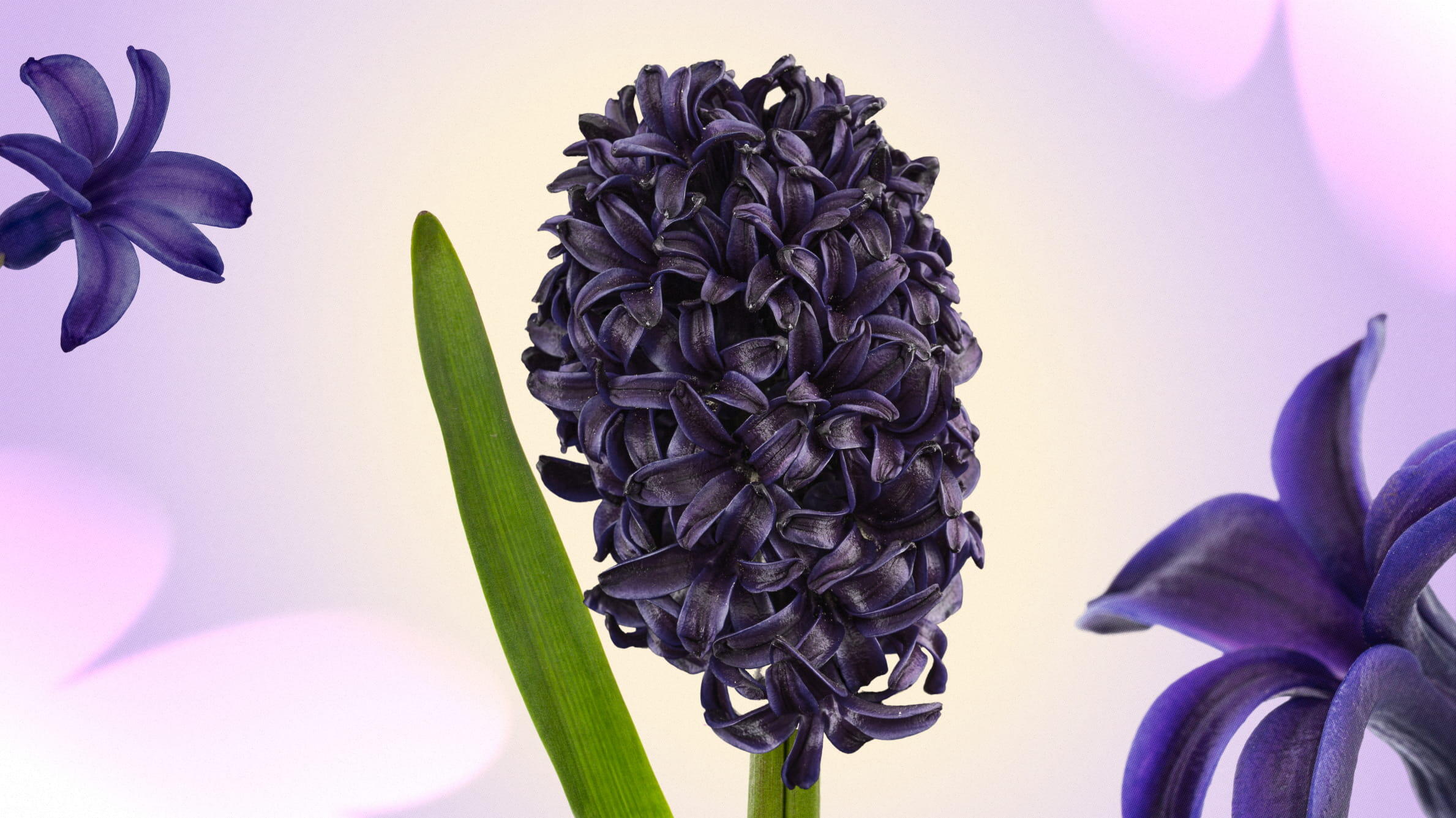 Black hyacinths