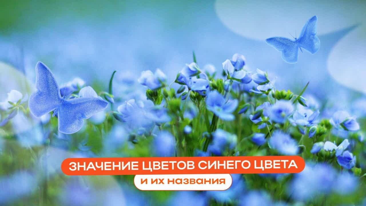 Цветы синего цвета