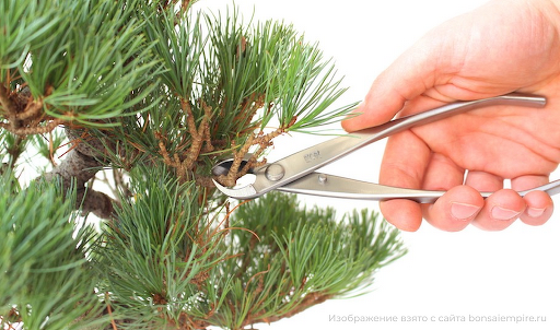 Обрезка бонсай