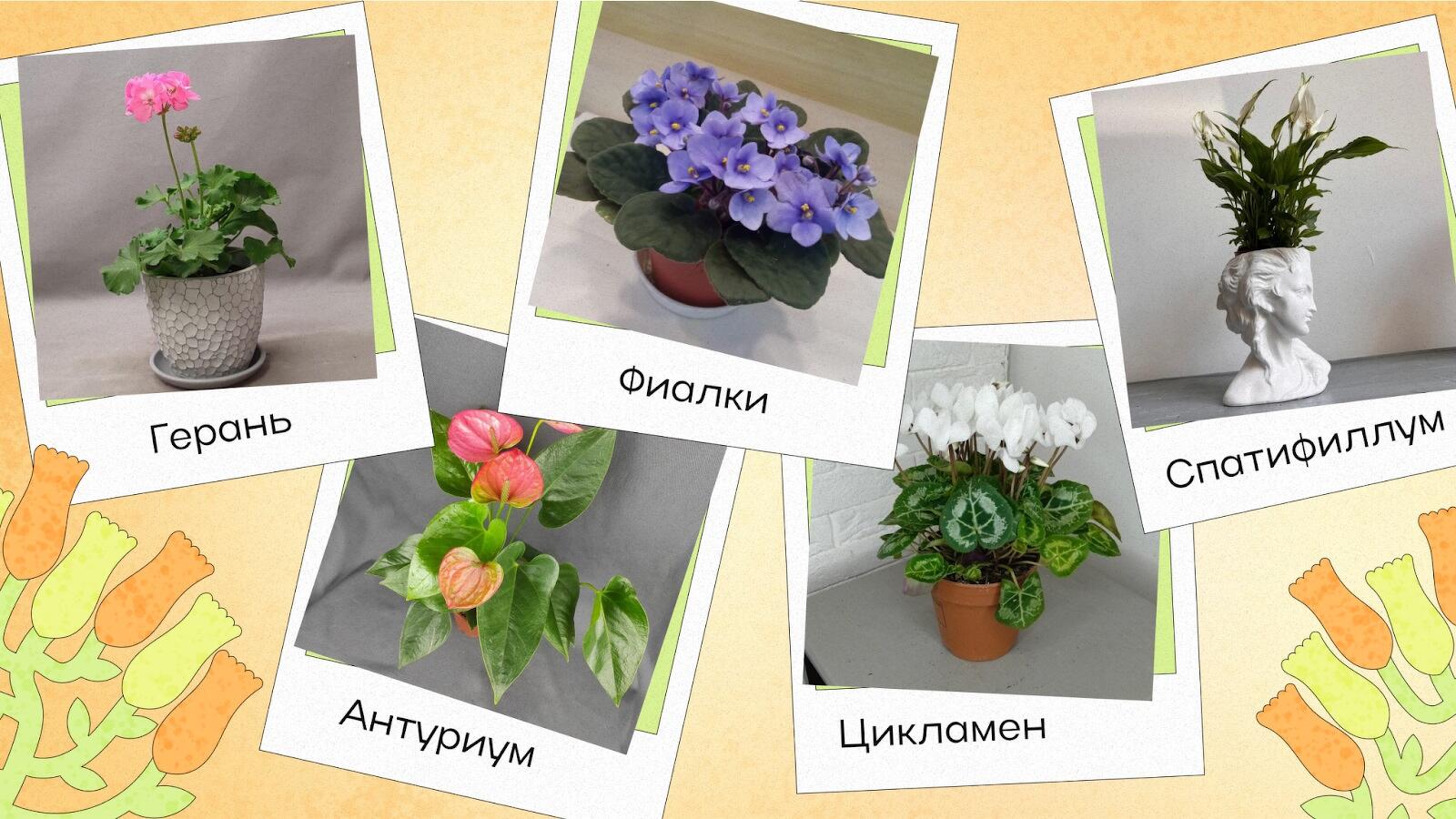 Каталог комнатных растений с фото и названиями | Faterra
