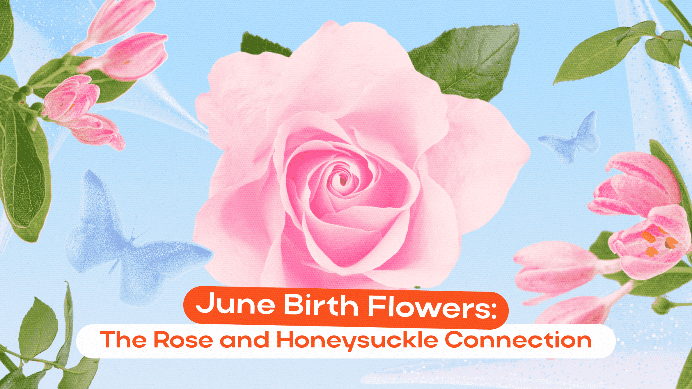 June Birth Flowers: The Rose and Honeysuckle Connection