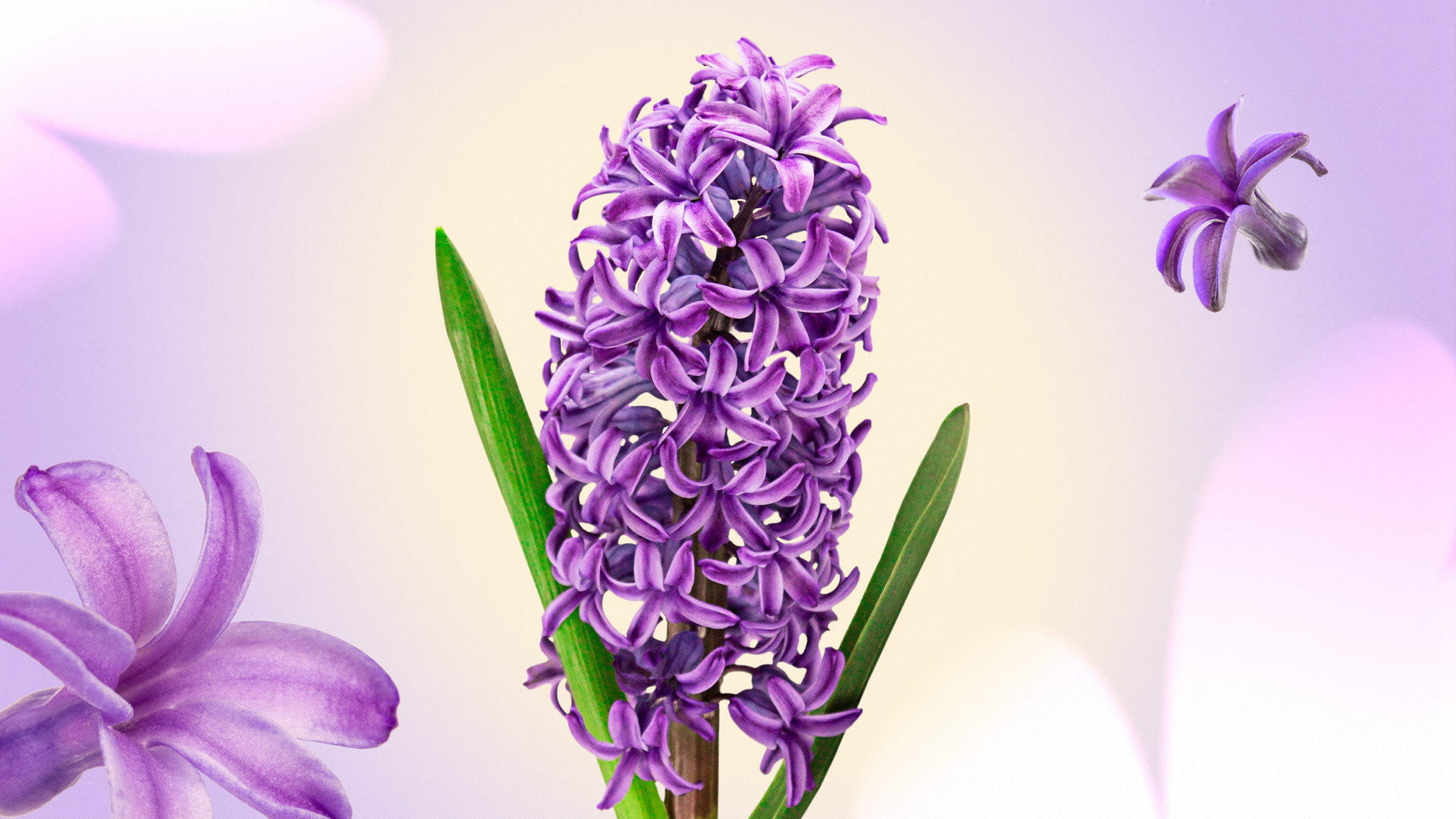 Purple hyacinths