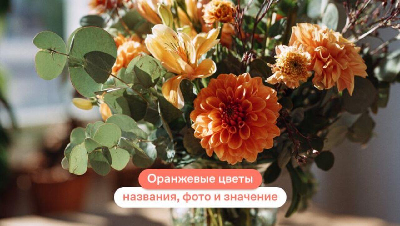 Оранжевые цветы