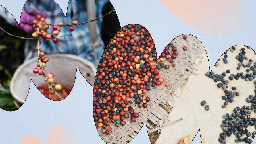 Виды кофе по способу обработки