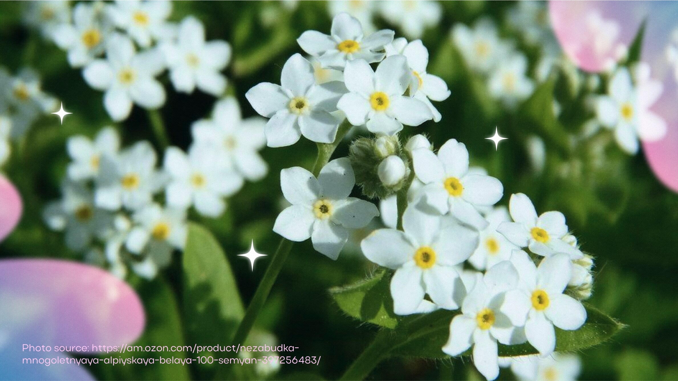 White forget-me-not flower