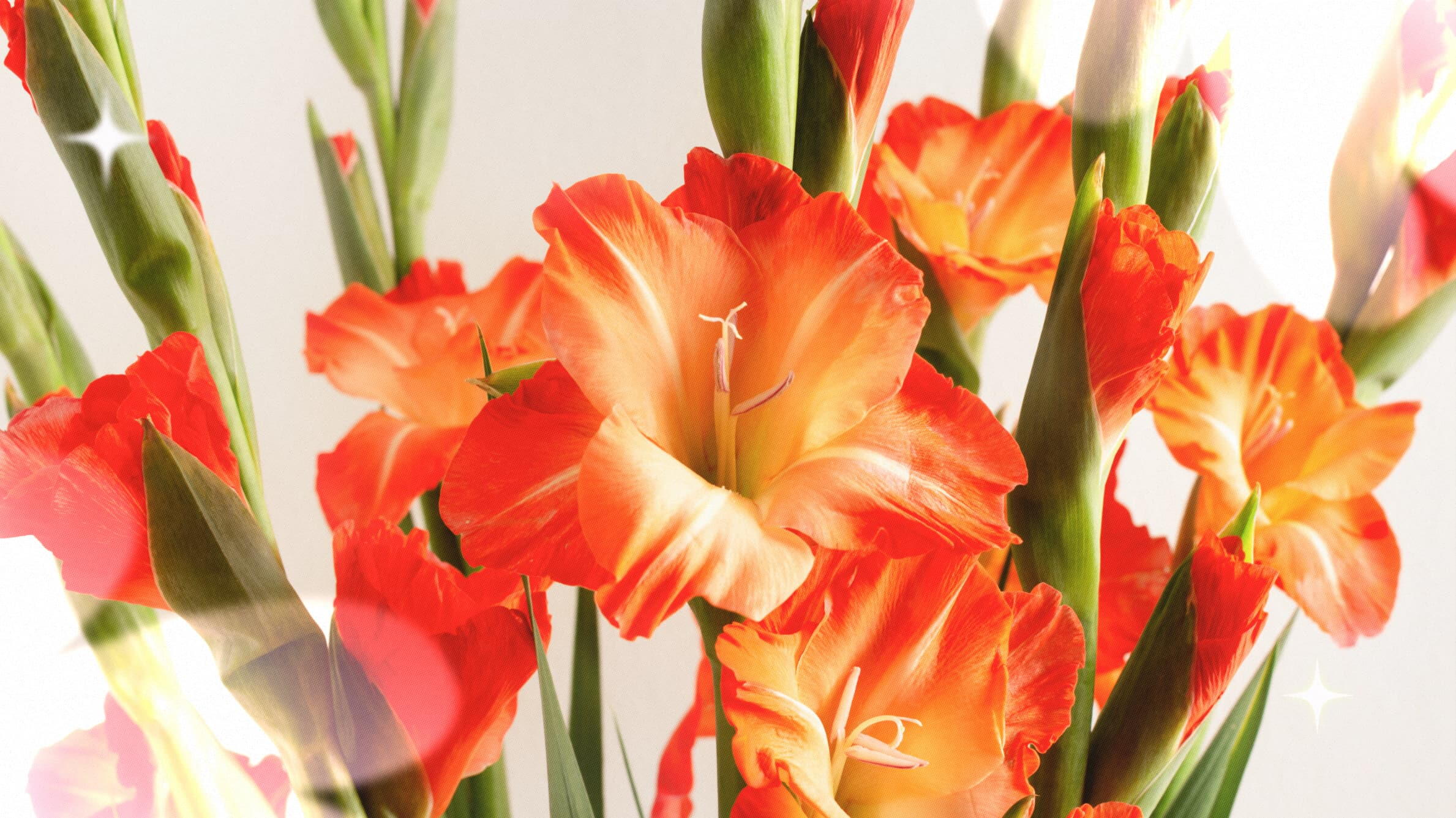 The first August birth flower: Gladiolus