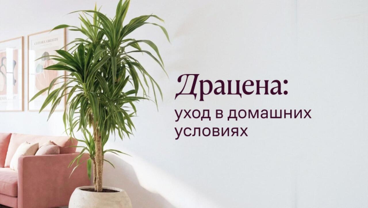 Драцена: уход в домашних условиях