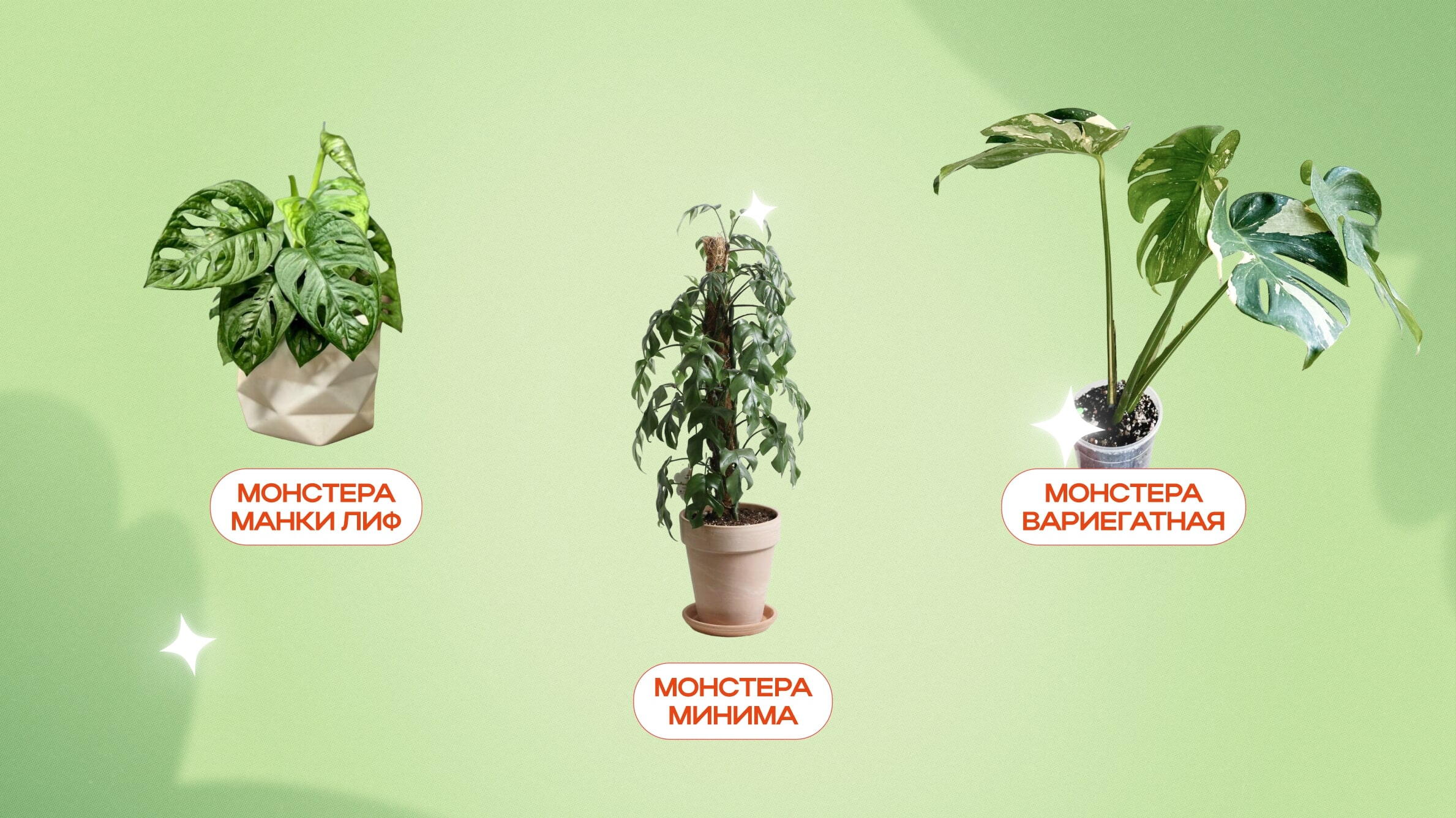 Монстера - Monstera: фото, условия выращивания, уход и размножение | optika-krymchanka.ru