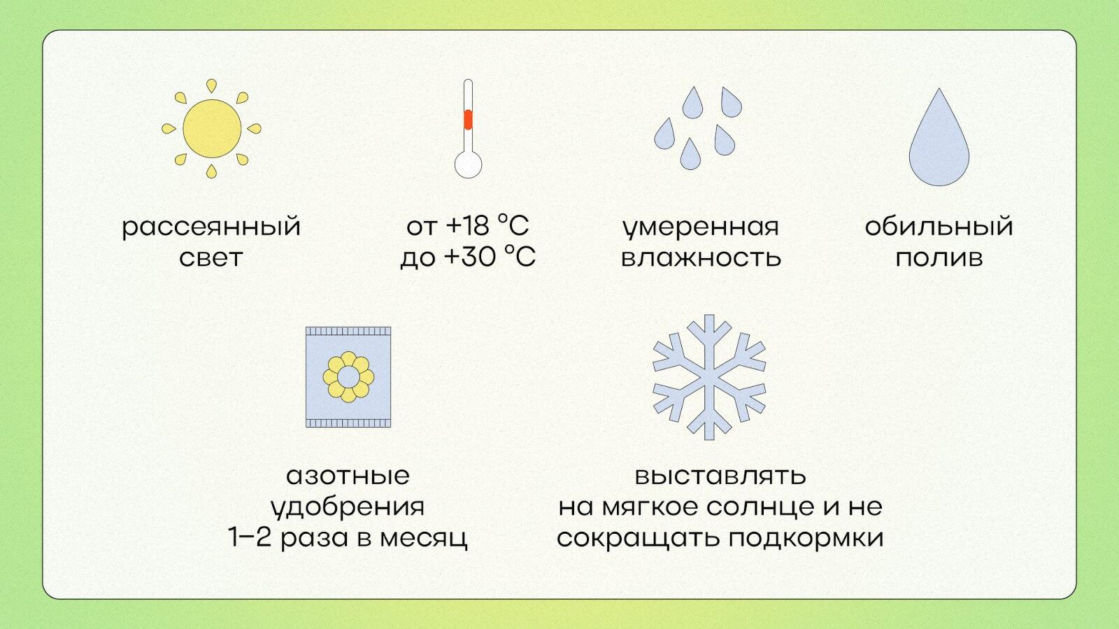 Комнатный бамбук, уход в домашних условиях: как выращивать, пересаживать и  поливать домашний бамбук