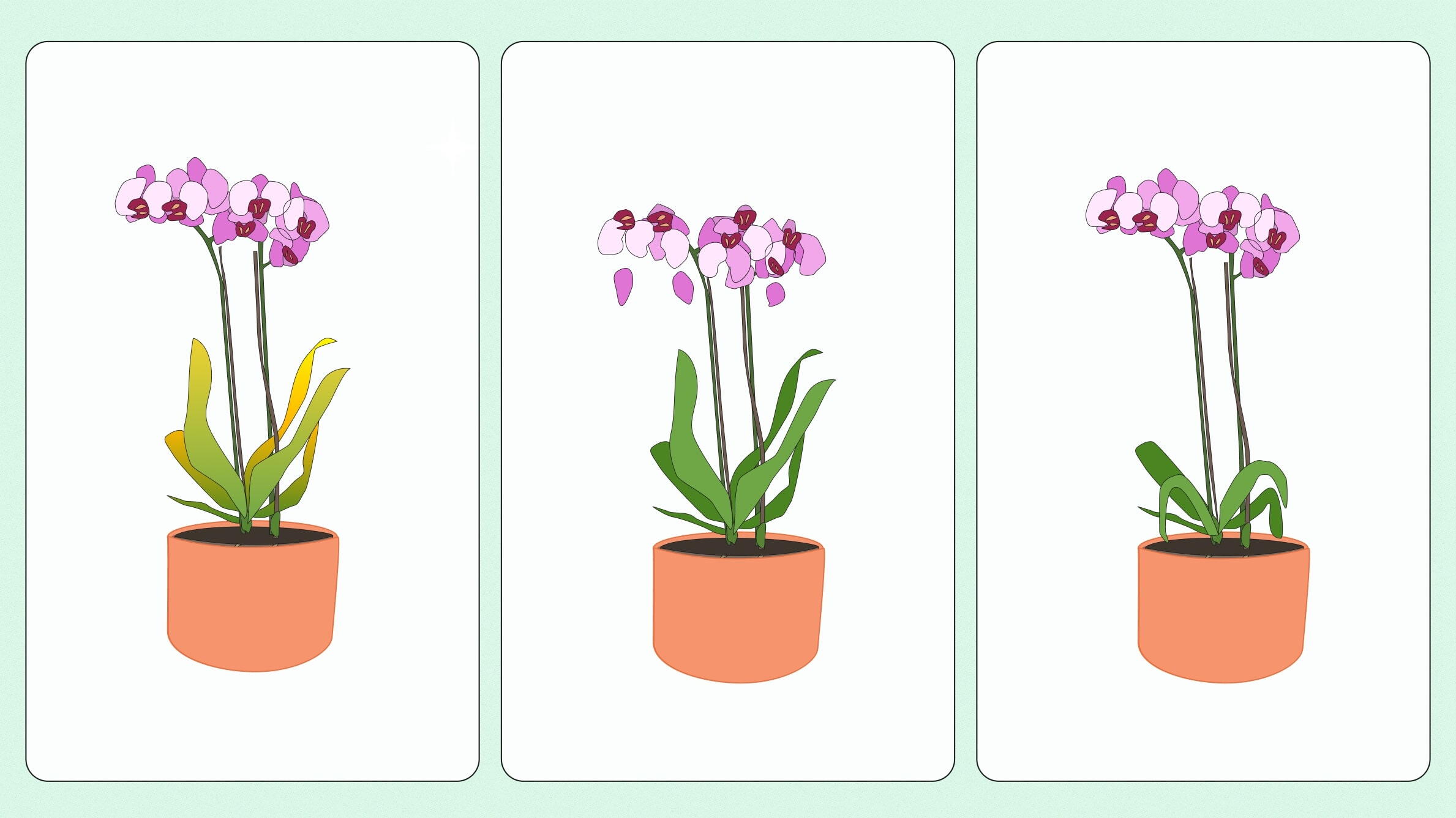 Orchid care tips for beginners