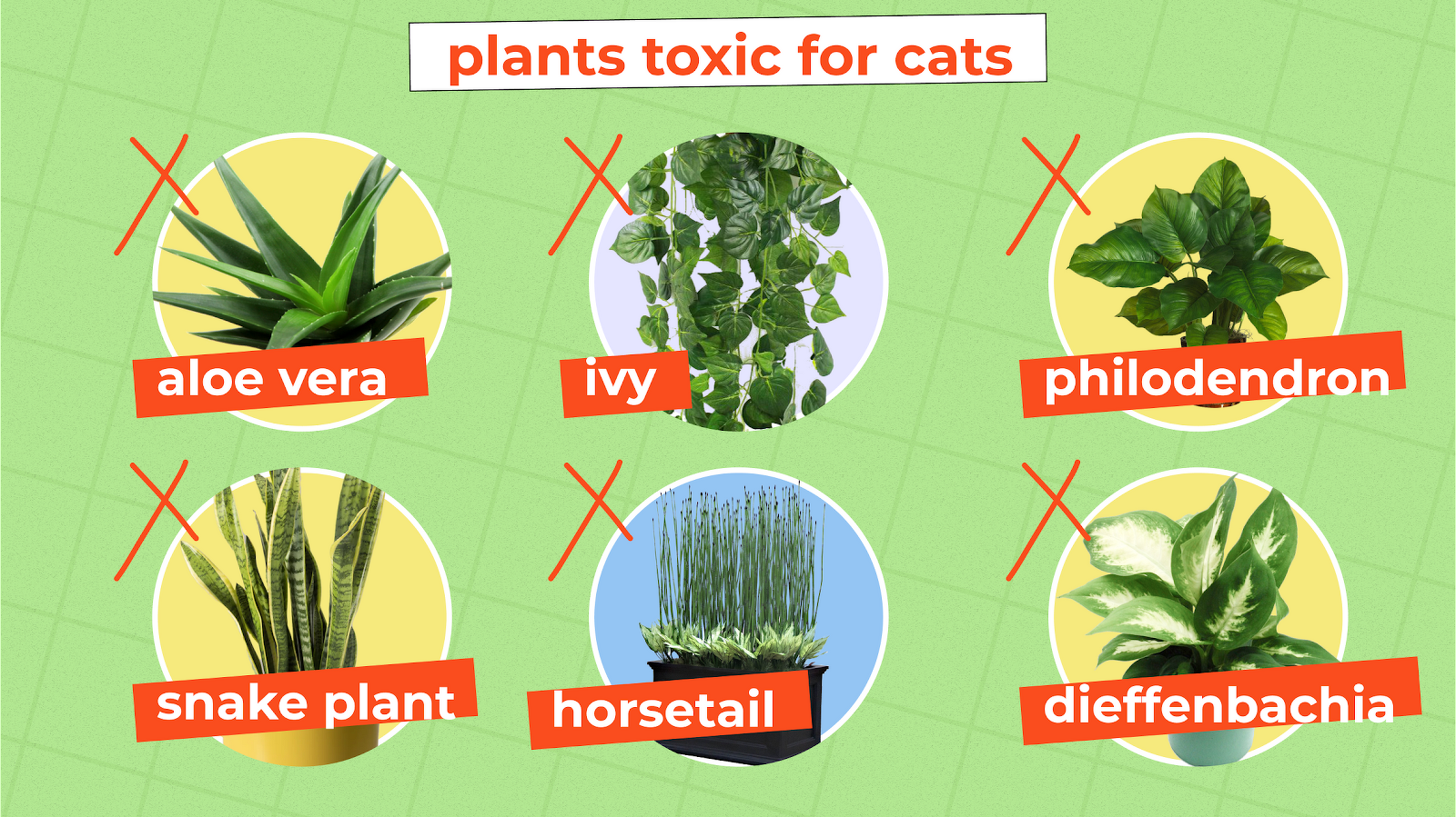 Common Plants, Poisonous For Cats