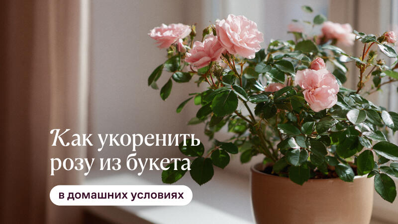 как укоренить розу из букета