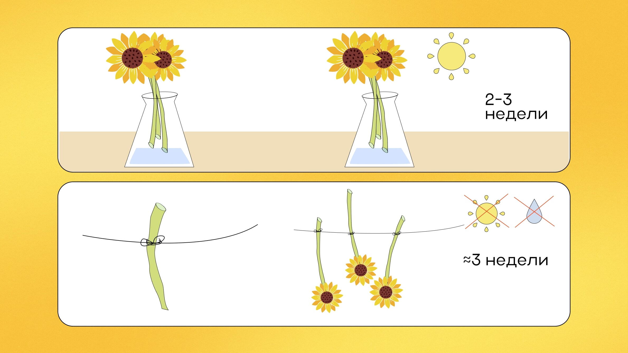 Как сохранить подсолнухи в вазе | Цветмаркет VANDA