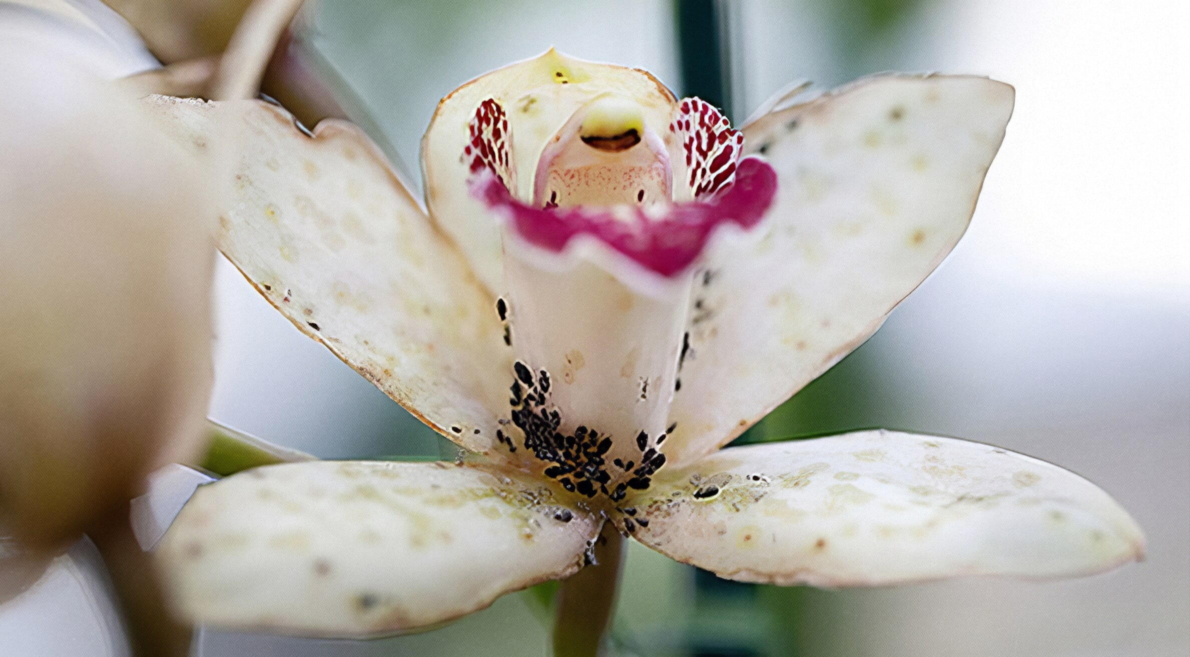 Pests of orchids