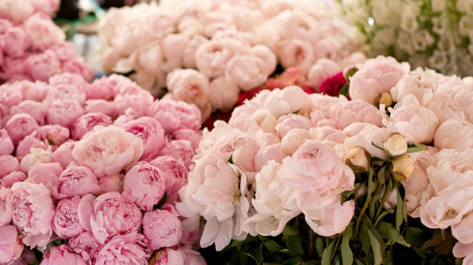 Букеты пионов