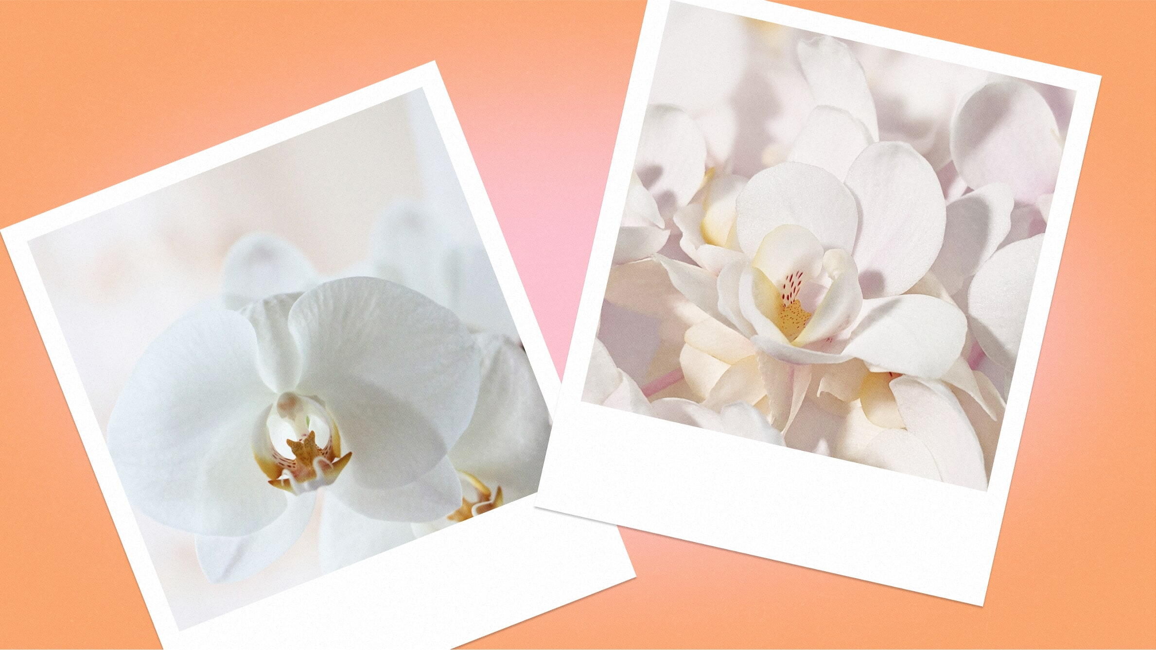 White orchid meaning
