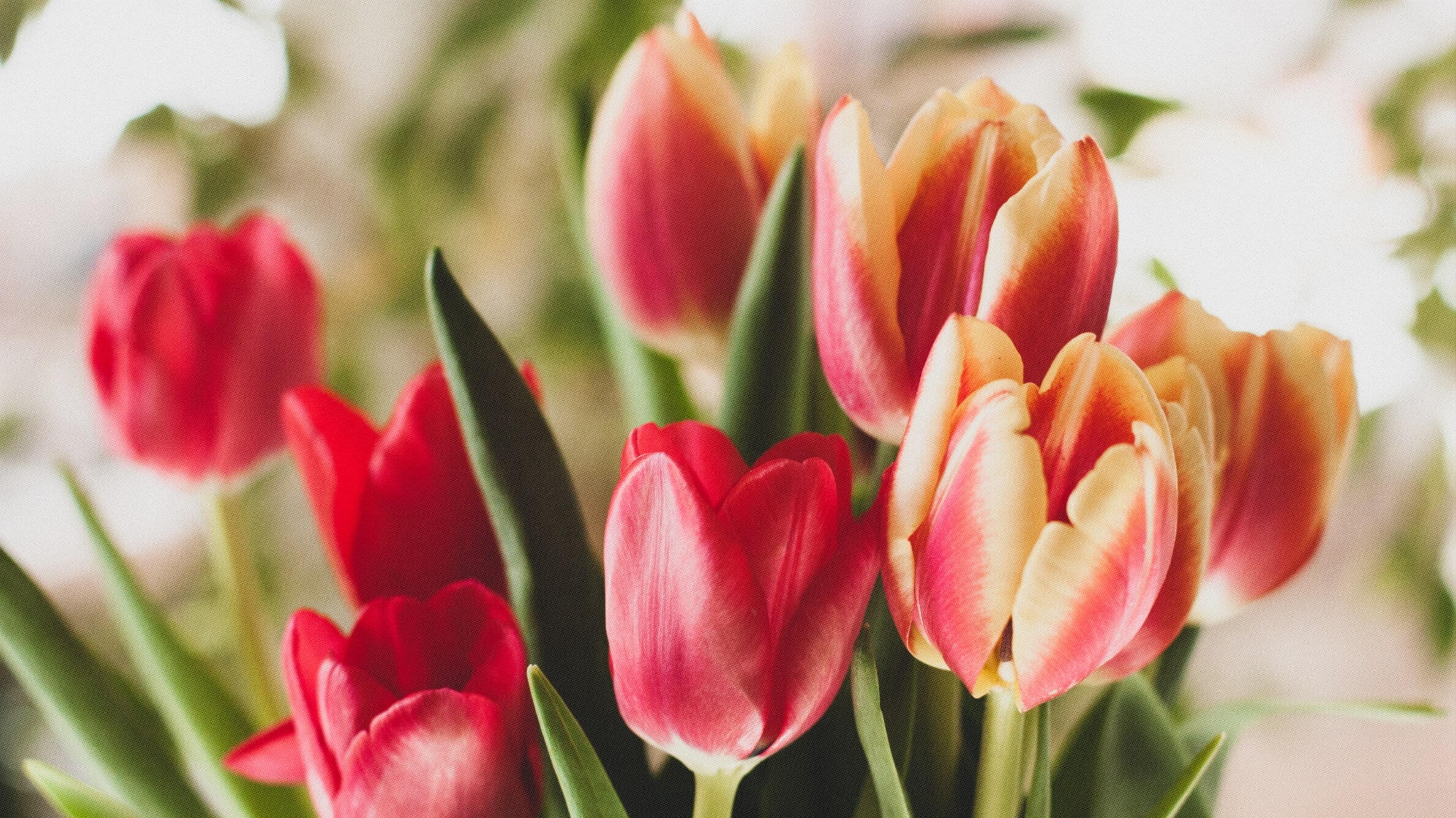 Tulips for Mothers Day