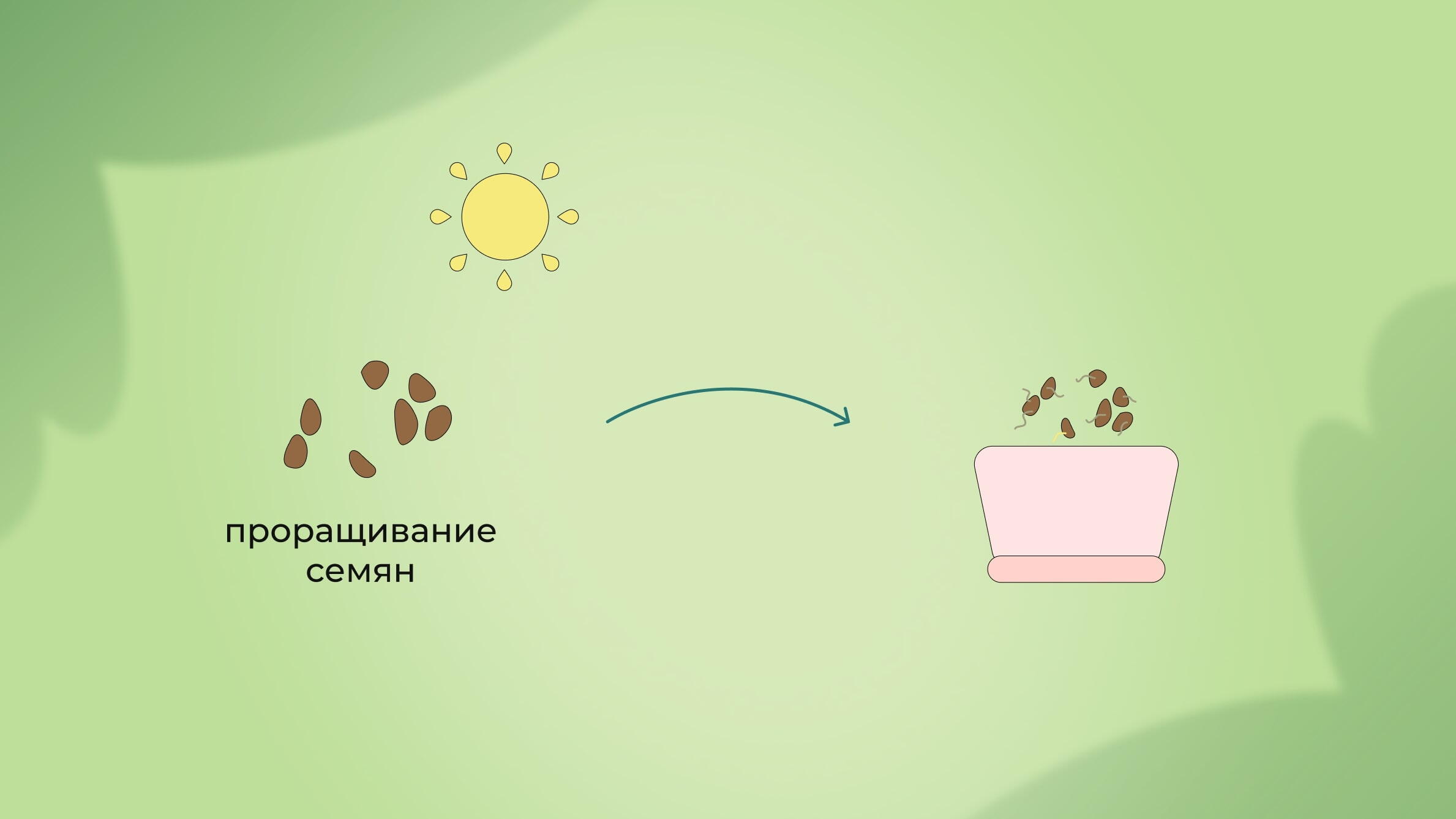 Размножение монстеры семенами
