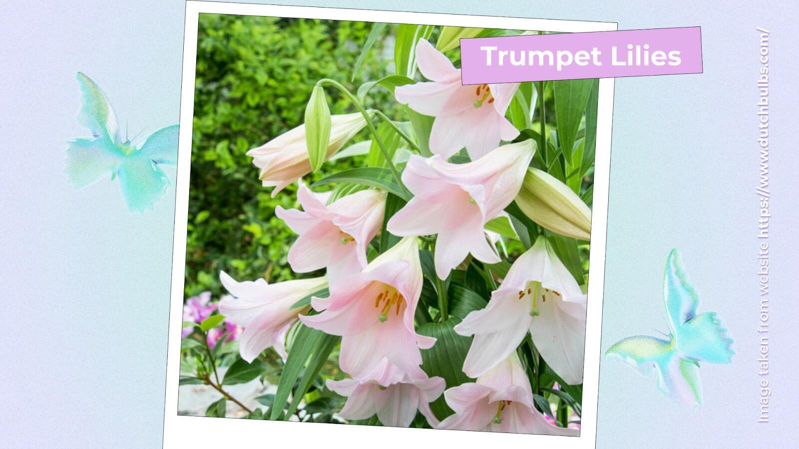 Trumpet Lilies