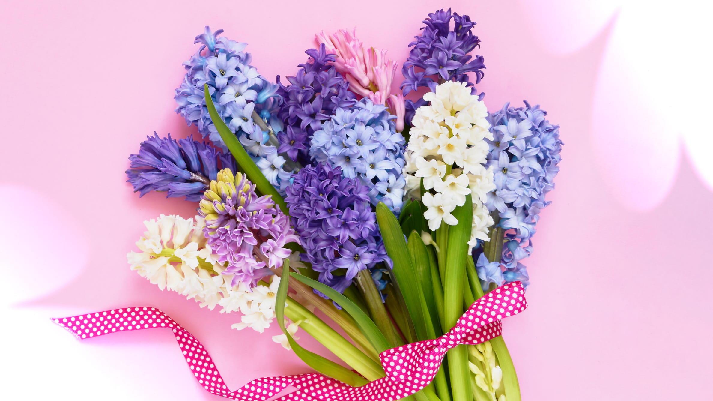 When to give a bouquet of hyacinths