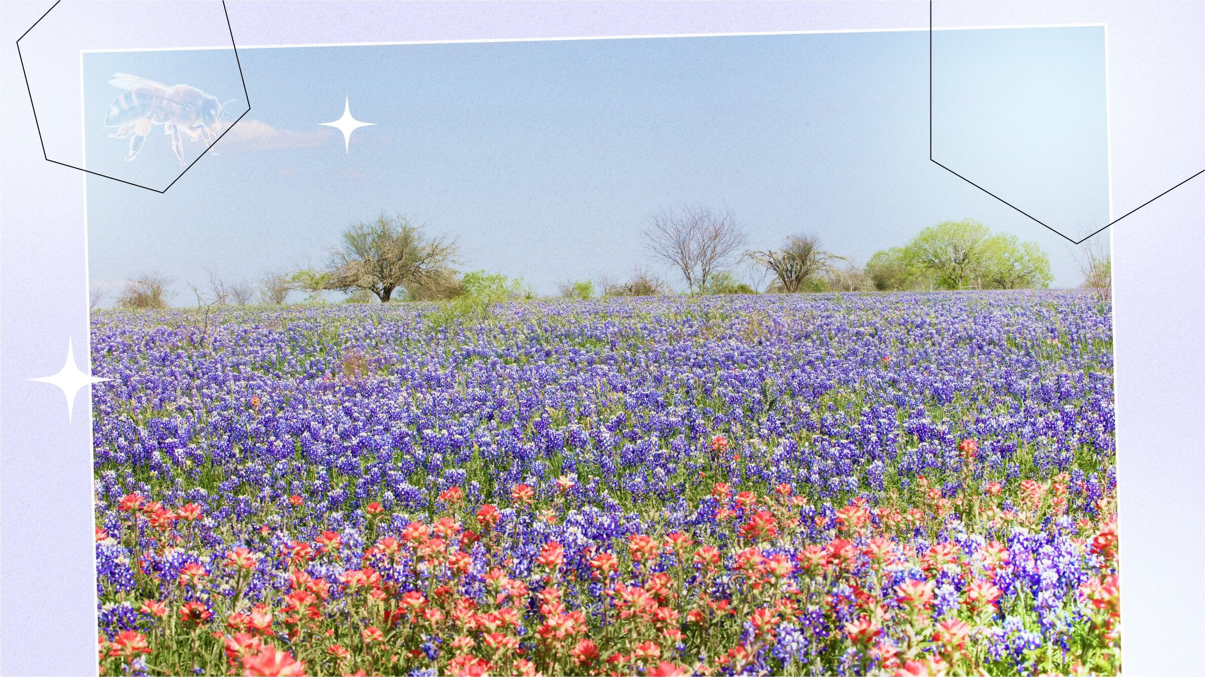 Полевой мед