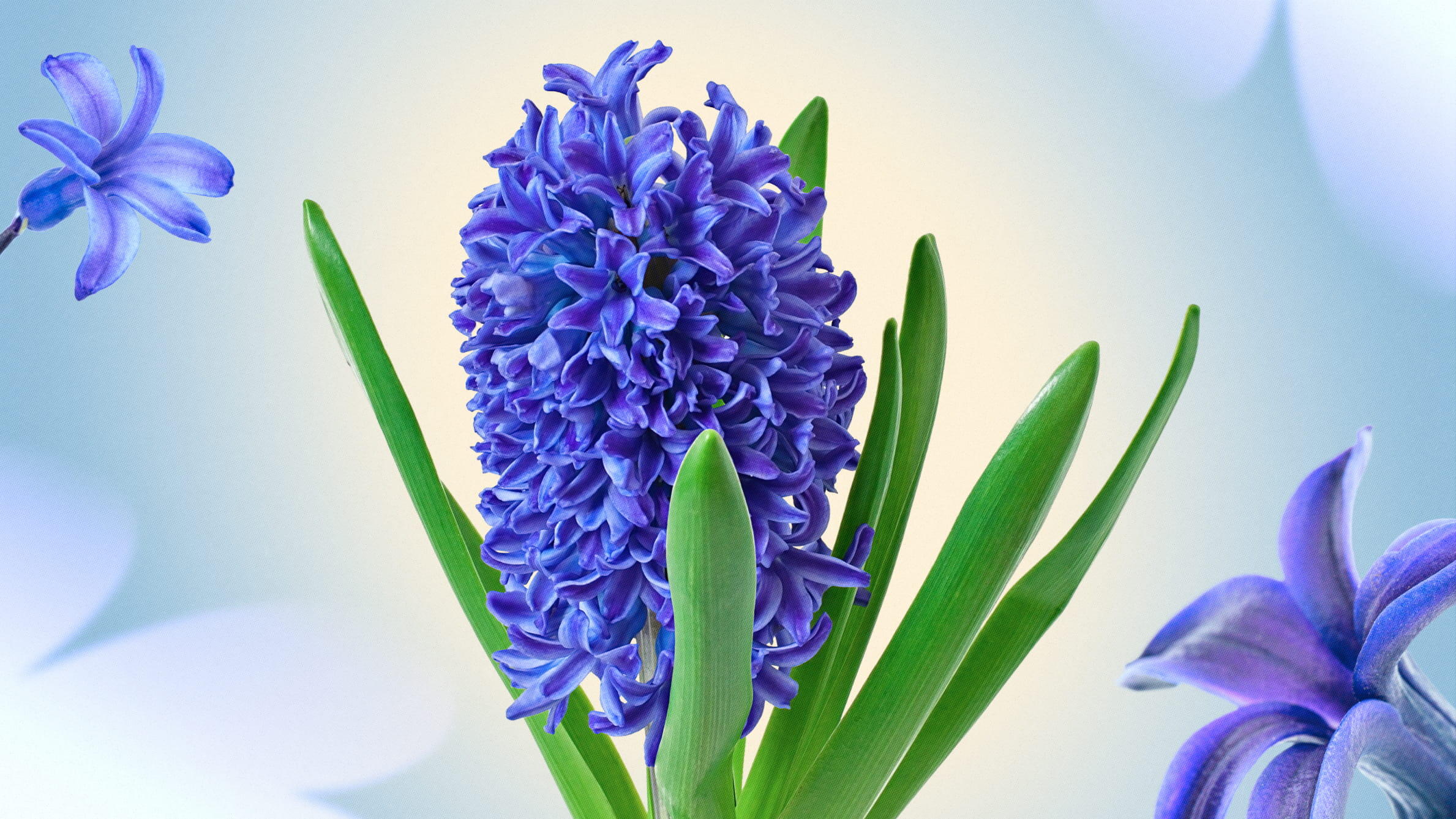 Blue hyacinths 