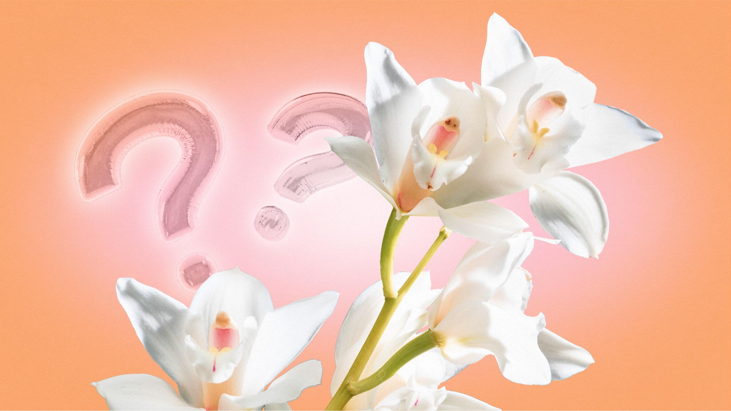 Orchid flower meaning