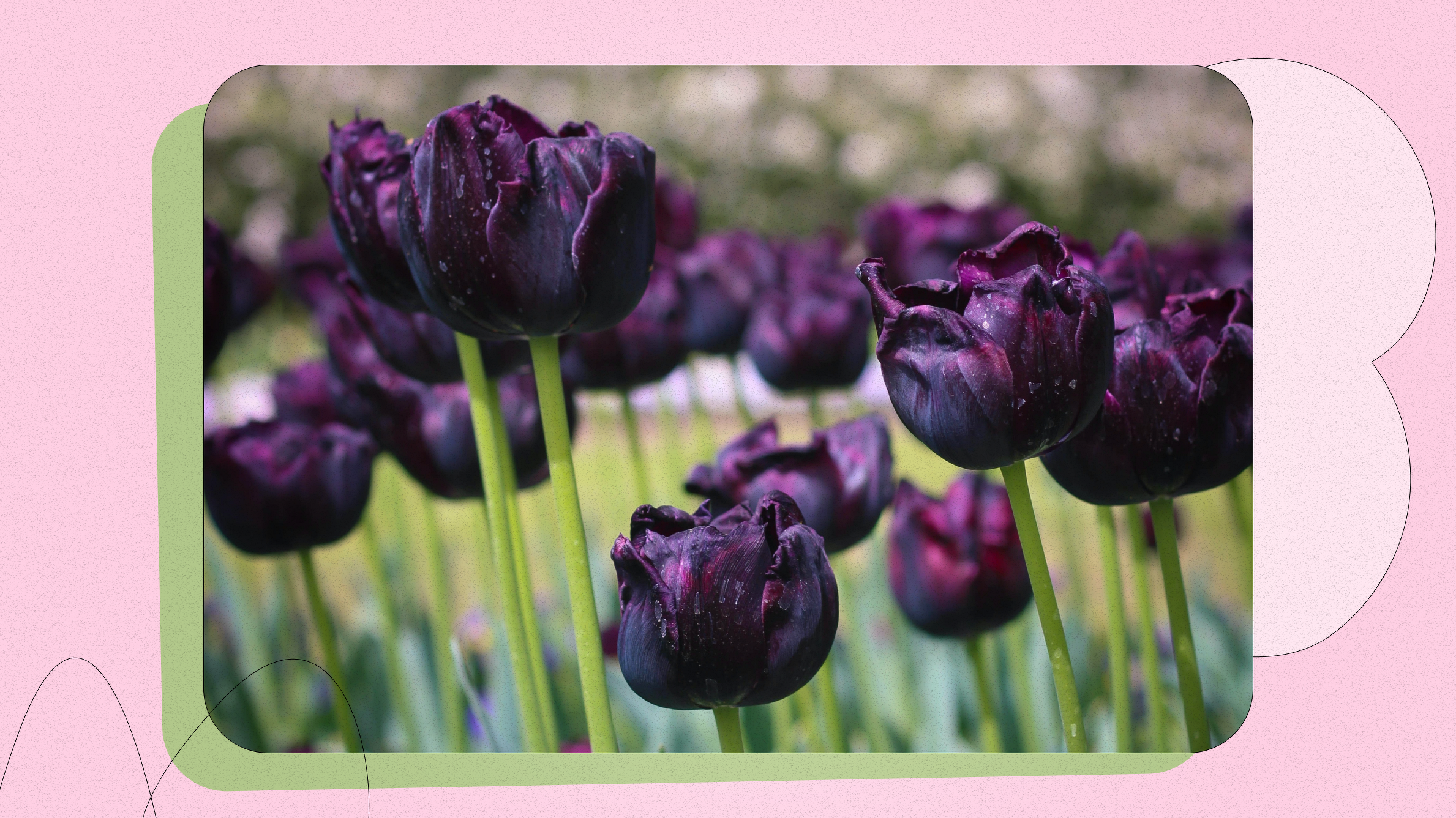 Black Tulips