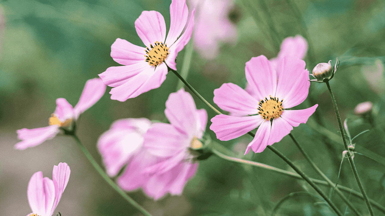 The Second October Flower of the Month: Cosmos