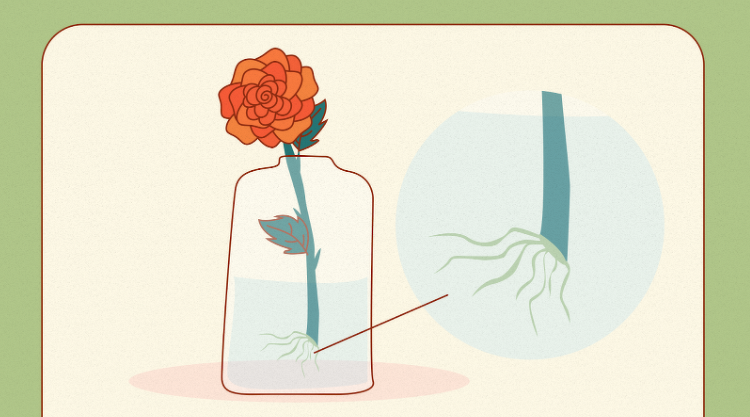 Как ставить розы в воду. Розы проросшие в лёгких рисунок. Как прорастить розу из бутона цветка.