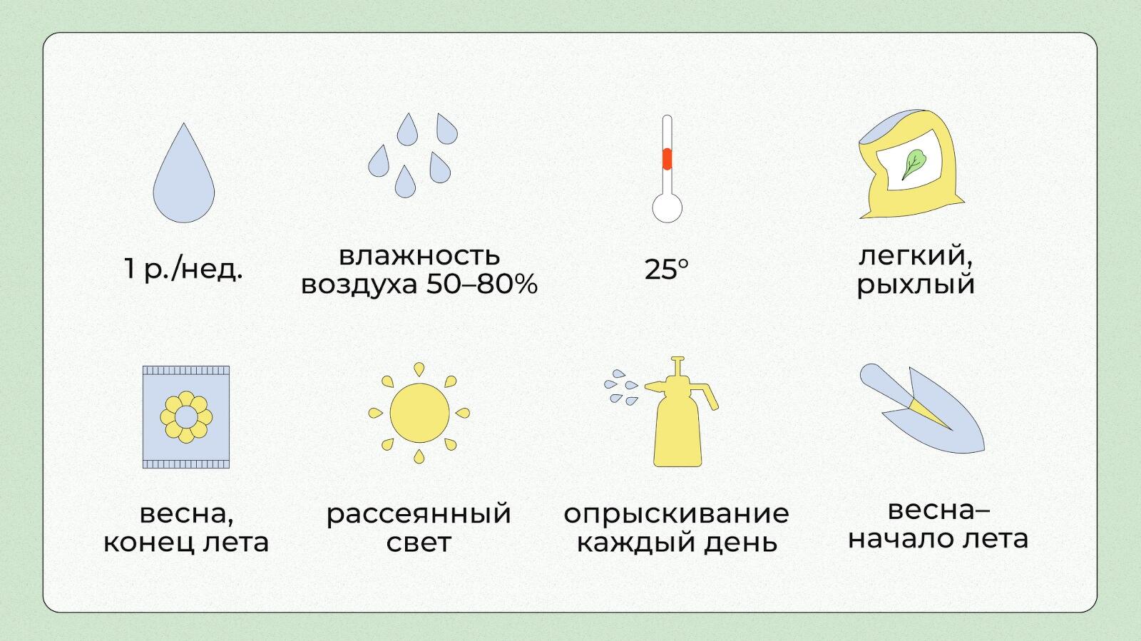 Как ухаживать за фикусом в домашних условиях, популярные разновидности  домашнего цветка