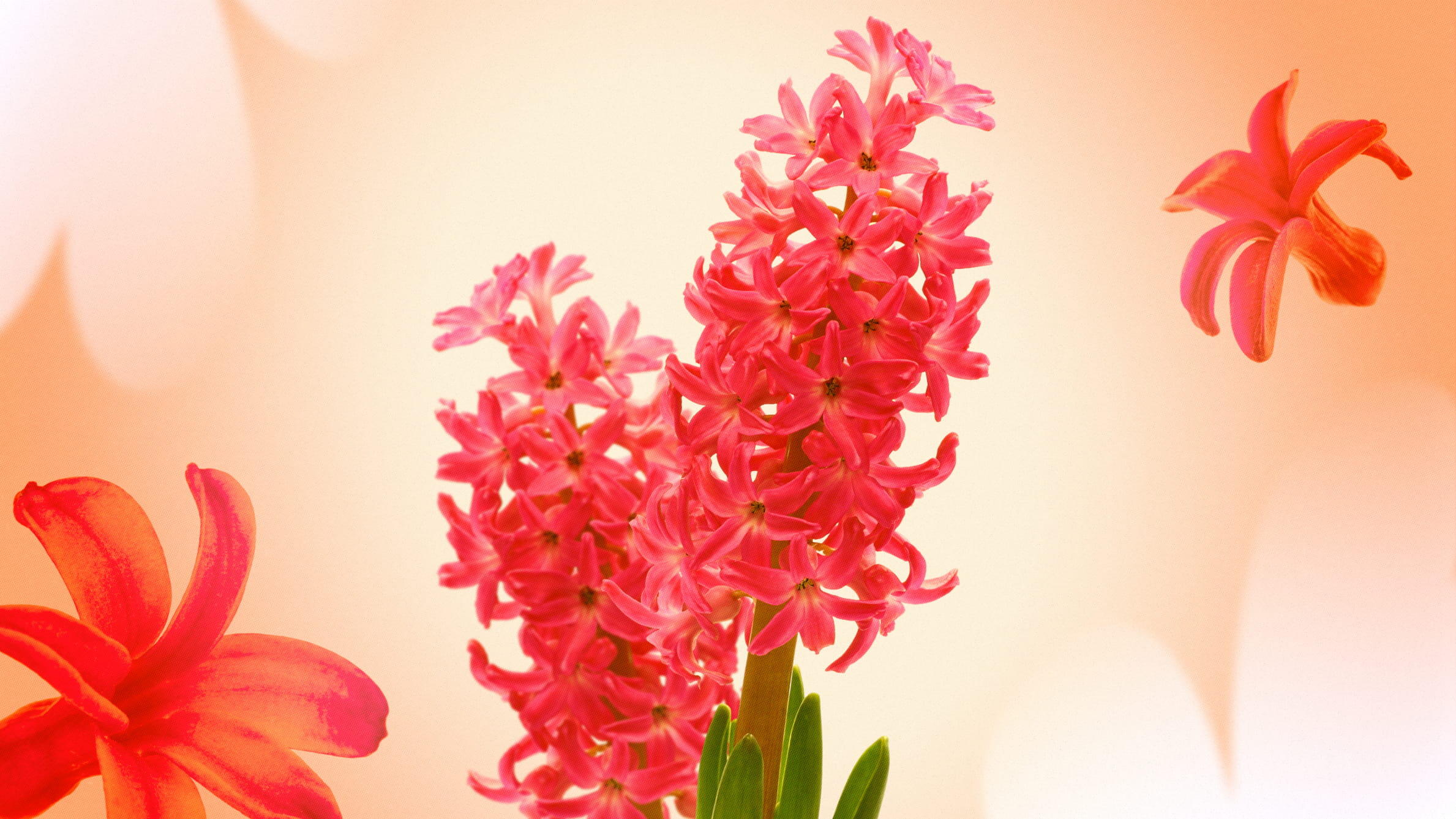 Red hyacinths