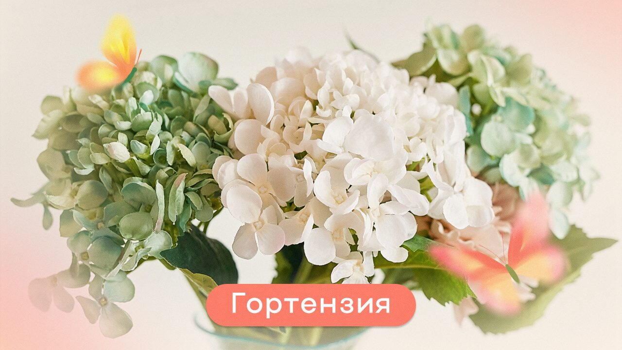 Гортензия