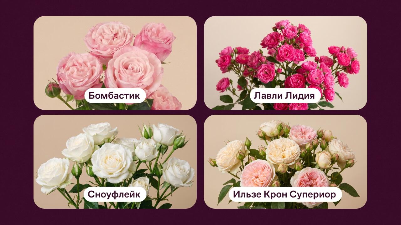 розы для срезки лучшие сорта с фото