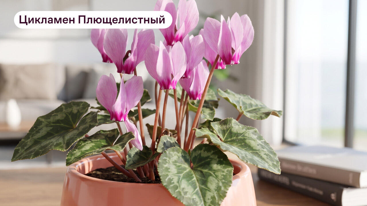 Цикламен плющелистный