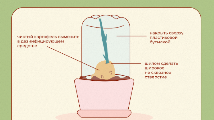 Можно ли вырастить розу из букета?