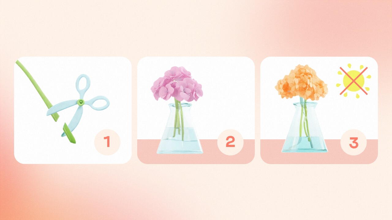 Как сохранить гортензию сухоцветом 1
