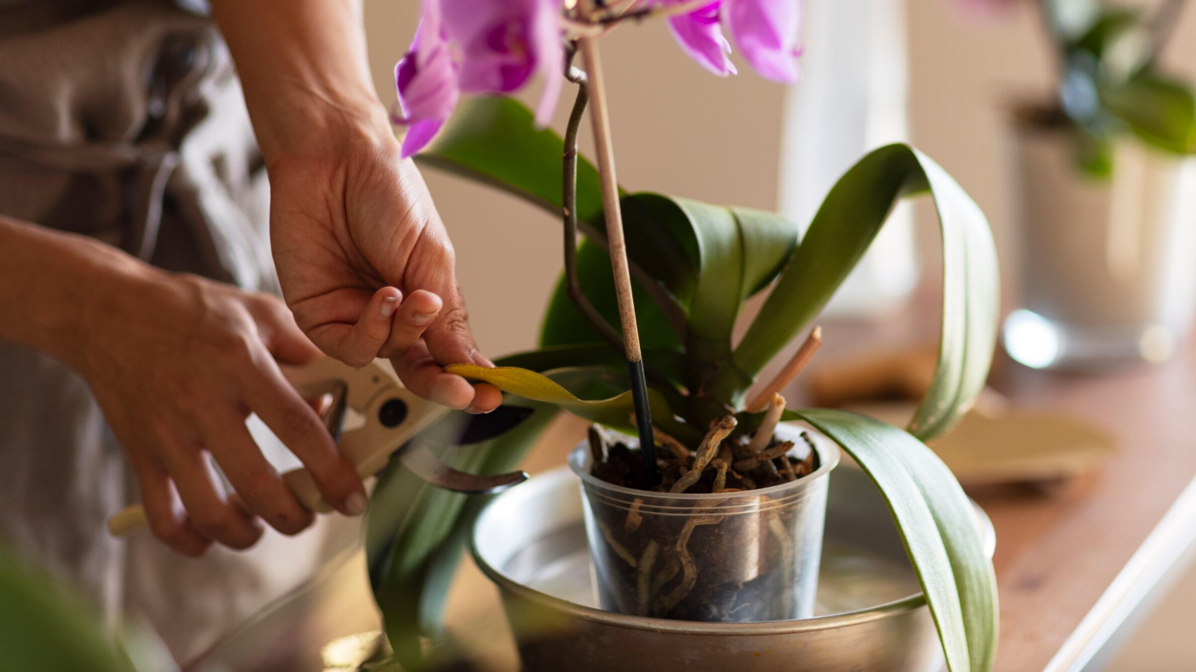 Pruning Orchids
